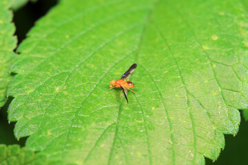 Flies on wild plants, North China