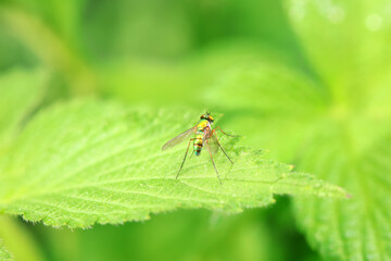 Gadfly on wild plants, North China