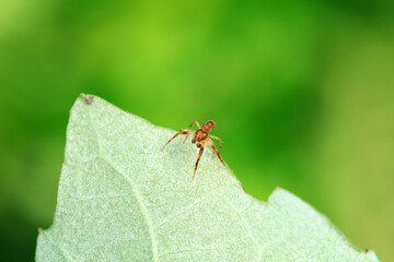 Spiders in the wild, North China