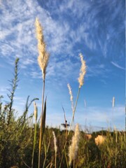 field of wheat