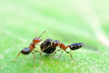 Ants in the wild, North China