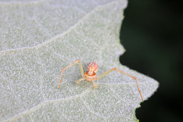 Spiders in the wild, North China