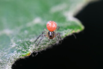 Spiders in the wild, North China