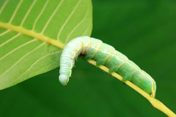 Lepidoptera larvae in the wild, North China
