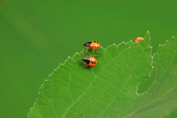 Hemiptera bugs in the wild, North China