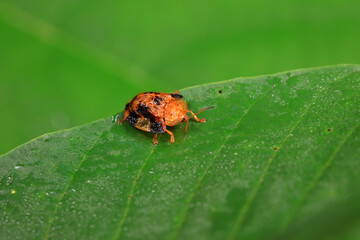 Hispidae family insect crawl on plants, North China