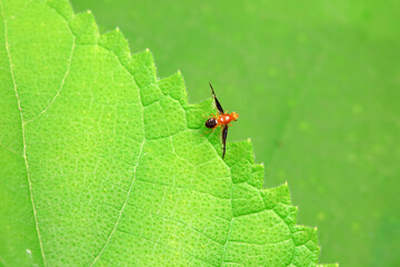Flies on wild plants, North China