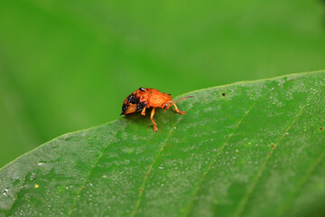 Hispidae family insect crawl on plants, North China