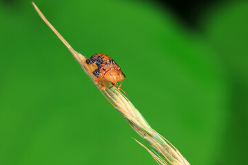 Hispidae family insect crawl on plants, North China