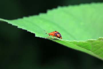 Hispidae family insect crawl on plants, North China
