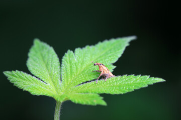 Weevil on wild plants, North China