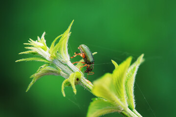 Leaf beetle on wild plants, North China