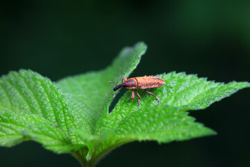 Weevil on wild plants, North China
