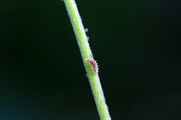 Flies on wild plants, North China