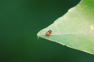 Leaf beetle on wild plants, North China