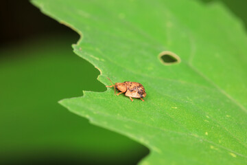 Hispidae family insect crawl on plants, North China