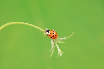 Ladybugs on wild plants, North China