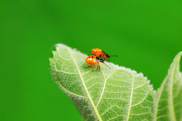 Hemiptera bugs in the wild, North China