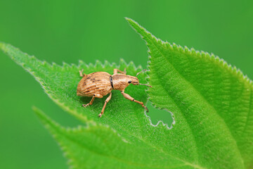 Weevil on wild plants, North China