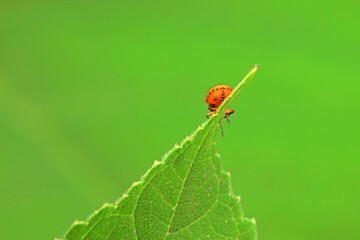 Hemiptera bugs in the wild, North China