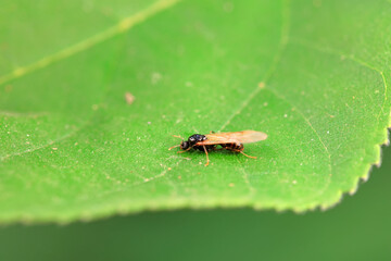 Ants in the wild, North China
