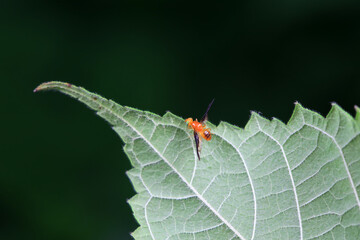 Flies on wild plants, North China