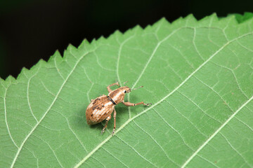 Weevil on wild plants, North China
