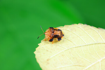 Hispidae family insect crawl on plants, North China
