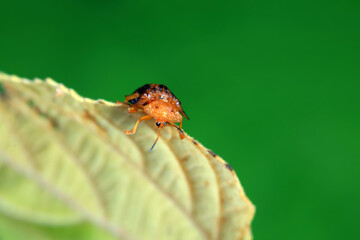 Hispidae family insect crawl on plants, North China