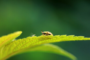 Hispidae family insect crawl on plants, North China