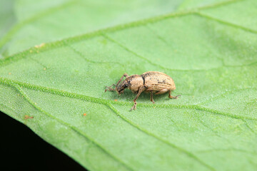 Weevil on wild plants, North China