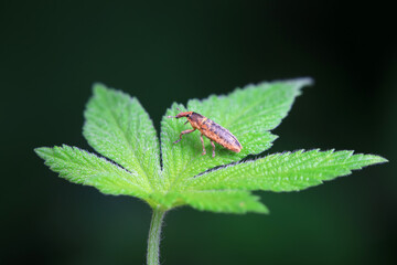 Weevil on wild plants, North China