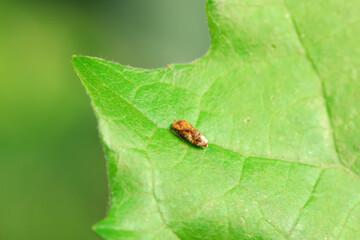 Leaf cicada on wild plants, North China
