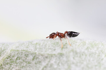 Ants in the wild, North China