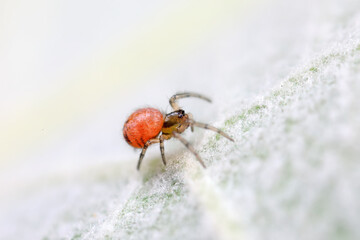 Spiders in the wild, North China