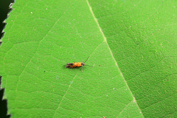 Lepidoptera insects in the wild, North China