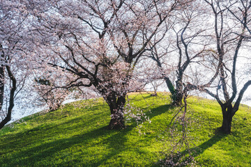 丘の上に咲く桜（埼玉県さきたま古墳）