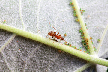 Ants in the wild, North China