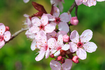 Nahaufname von frisch aufgeblühten Kirschblüten im Frühling