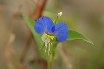blue flowers in the garden