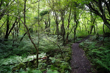 Fototapeta premium a thick wild forest in the sunlight