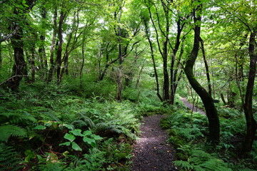 Obraz premium a thick wild forest in the sunlight