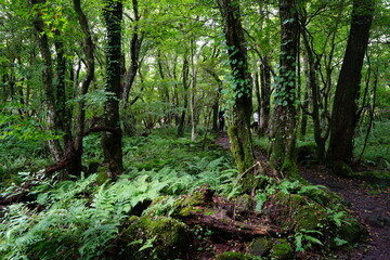 Fototapeta na wymiar mossy rocks and fern in the dense summer forest