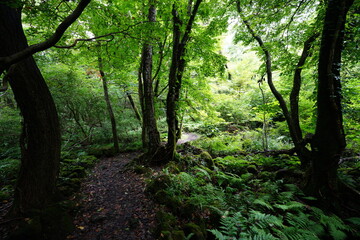 Fototapeta premium a thick wild forest in the sunlight