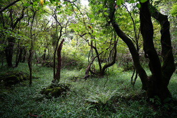 mossy rocks and fern in the dense summer forest