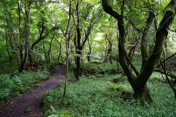 Fototapeta premium a dense forest with old trees and vines and moss