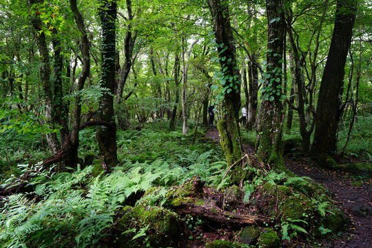 mossy rocks and fern in the dense summer forest