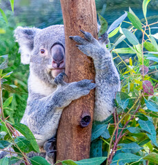 Koala Bear Climbing Tree