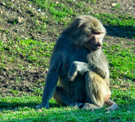 Orangutan at Zoo
