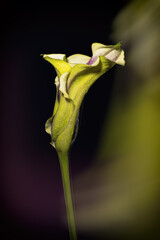 Calla lily on colorful gradient background and silhouetted